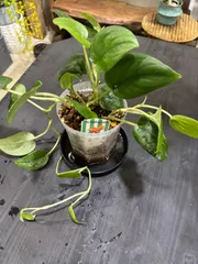 2025年最新】scindapsus スキンダプサスの人気アイテム - メルカリ