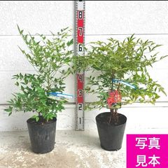リクエスト PeaK2様専用‼️ 皐月盆栽 さつき盆栽 サツキ盆栽 - メルカリ