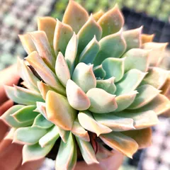 札付き❤️シムランスLS✕チワワエンシス✨ 2025年最新】シムランスラグナサンチェスの人気アイテム - メルカリ