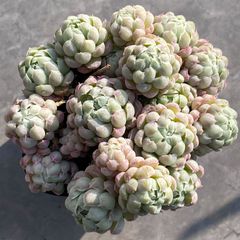 6496_1.jpg
