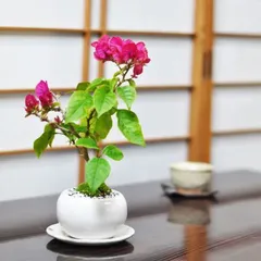 2024年最新】ブーゲンビリア 盆栽の人気アイテム - メルカリ