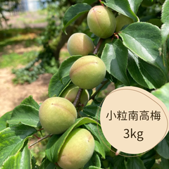 【ラスト1箱！】無農薬　小粒南高梅　3㎏ほど