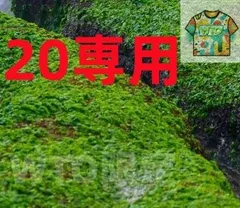 20専用