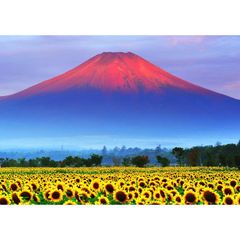 絵画風 壁紙ポスター (はがせるシール式) 赤富士 朝焼けの富士山と向日葵畑 ひまわり 幸運 開運 縁起物 風水 パワースポット キャラクロ FJS-033A2 (A2版 594mm×420mm) ＜日本製＞ ウォールステッカー お風呂ポスター