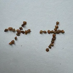 2025年最新】ボスウェリア ナナの人気アイテム - メルカリ