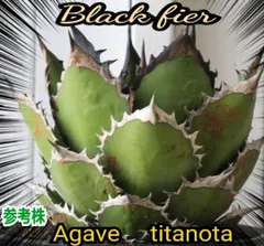 専用　アガベ チタノタ　黒火焔　特選　台湾由来　Berlin産　良サイズ子株 黒火焔 | STORES