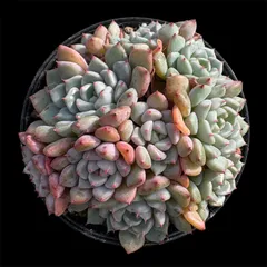 そ*い様 K1173 キュートバブル群生 40株 多肉植物 抜き苗 エケベリア