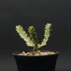 "Euphorbia graniticola" ユーフォルビア グラニティコラ 管理2225