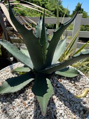 ♦︎アガベ・モンタナ／大きめ子株 鉢ごと♦︎ - メルカリ