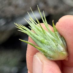 チランジア イオナンタ ピーナッツ Tillandsia ionantha Peanut＊エアプランツ＠フラワーショップ江口