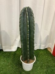 サボテン A12 鬼面角 柱サボテン 現物販売 プラ5号 観葉植物 南国風 室内 インテリア