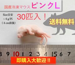 【送料無料】国産冷凍ピンクマウス L 30匹入@即購入OK！北海道・沖縄の方も送料無料です！