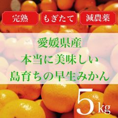 愛媛　瀬戸内　島育ち　完熟　甘い　みかん　5kg（箱込み）