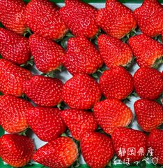 特大〜中粒 紅ほっぺ　いちご 🍓