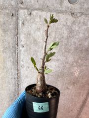 【現品限り】センナ・メリディオナリス 実生【A66】 Senna meridionalis【植物】塊根植物 夏型 コーデックス