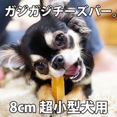 犬 チーズ 無添加 国産 おやつ【ガジガジチーズバー】【スモークテイスト】【 8cm 超小型犬用 】北海道産 手作り ガム 長持ち 硬い ペット・ペットグッズ 犬用品 ドッグフード・ おやつ チーズ ドッグチュルピ