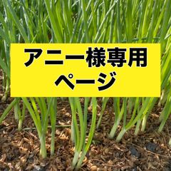 アニー様専用ページ‼️玉ねぎ苗