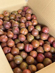 お値下げ中！！すもも 10kg 鹿児島産 無農薬 すもも 鹿児島産 無農薬 10kg