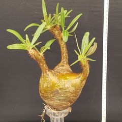 J595【自社養生株】Pachypodium　グラキリス（MS）（発根株・現地球・抜き苗）【塊根植物】パキポディウム　グラキリス