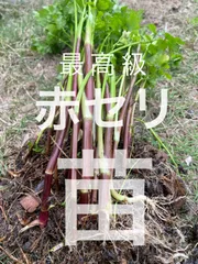 到着した セリ苗 楽天市場】セリ 苗の通販