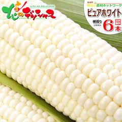 【予約/8月中旬(8月15日)頃～出荷予定】北海道 南幌町産 ピュアホワイトSP 6本入り とうもろこし 朝採り 甘い トウモロコシ スイートコーン 残暑見舞い 野菜 ギフト 贈り物 お祝い 内祝い プレゼント ご家庭用 北海道 グルメ お取り寄せ