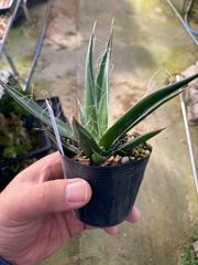 多肉植物　アガベ　フィリフェラコンパクタ　実生苗