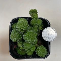 多肉植物　モナンテスポリフエラ　抜き苗　根付き