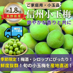 信州小玉梅 ～爽やかな香りと共に～【内容量】約1.8kg【配送方法】クール配送【サイズ】L以下【品目】梅（うめ）【品種】当店お任せ【産地】長野県【規格】ご家庭用A品B品混合【詰め方】バラ詰め【配送までの日数】1～4日