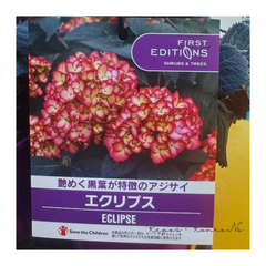 アジサイ：黒葉アジサイ『エクリプス』（４号鉢）　新品種　ハイドランジアアジサイ　苗木 鉢植え 地植え　希少　母の日　ギフト　落葉樹