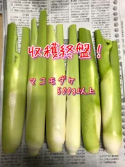 マコモダケ葉500g ネコポス マコモダケ葉500g ネコポス