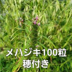メハジキ種　約100粒