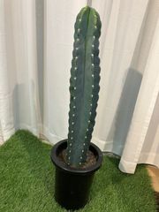 サボテン A11 鬼角面 柱サボテン 現物販売 室内 インテリア 観葉植物