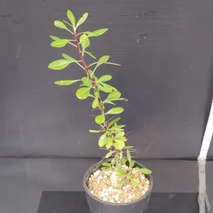 F472 フォークイエリア ファシクラータ 厳選 実生大株 フォークイエリア・ファシクラータ | 多肉植物・特別な鉢の販売