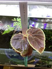 Bidayuha crassispatha Kalimantan Barat - メルカリ