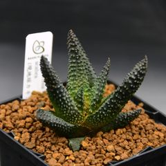 【専用】リプサリス✳︎さま 中古IZUMI ASS 41-10570 非常停止用押しボタンスイッチ 送料別