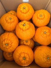 【完売御礼！】【訳あり品】熊本県産みかん　不知火(しらぬい) (通称：デコポン) 16個(約8kg) 大玉