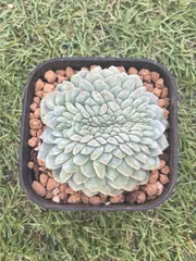 28# 多肉植物 アエオニウム ❤️小葉香炉皿法師セッカ❤️27cm拔き苗 35#多肉植物アエオニウム錦❤️ピンクウィッチセッカ❤️15cm 拔き苗