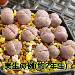 種子１０粒 リトープス バッカス 多肉植物