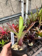 ネオレゲリア アベンドロサエ Neoregelia abendrothae キンクマ農園☆N0009