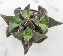 メルカリ便発送☆フォーカリア属 紅蓮地獄(選抜実生苗) 2025年最新】フォーカリア怒涛の人気アイテム - メルカリ