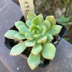 レイチェル　抜き苗　多肉植物　モフ多肉　エケベリア