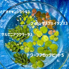 浮き草セット入門水草4種（ビオトープなどにもおすすめ）