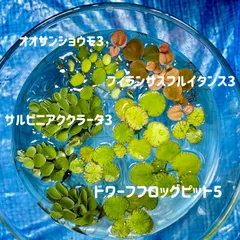 2026年最新】水草の人気アイテム - メルカリ
