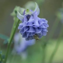 ☆人気品種/リューカデンドロン・デュリフ②/ネイティブ・プランツ/再出品☆ リューカデンドロン「エボニー」 5号ロングスリット鉢 | | ネイティブ