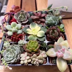多肉植物20種類以上カット苗抜き苗寄せ植えセット