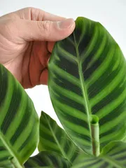 2024年最新】Calatheaの人気アイテム - メルカリ