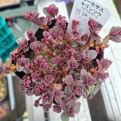 ツインカムさま☆トリカラー☆セダム　多肉植物