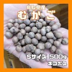 【鳥取県産】むかご 500g Sサイズ(～1cm) 長芋 ねばりっこ