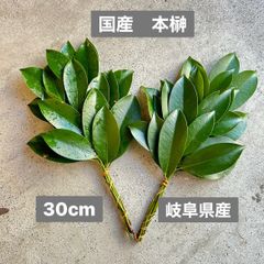 朝採れ🌿 無農薬 天然 本榊 国産  榊2束(1対) 30cm 岐阜県産