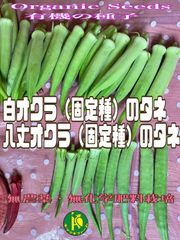 白オクラの種子と八丈オクラの種子　各15粒　固定種・有機の種子セット